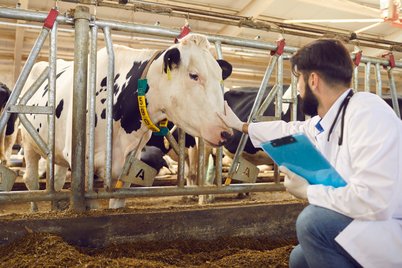 Maßnahmen zur Senkung des Risikos der Labmagenverlagerung